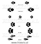 Illustration of a Raccoon, Wolf, and Wildcat Tracks - Black and White by Al